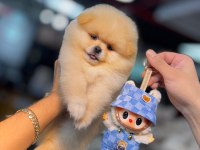 MİCRO POMERNİAN BOO (KÜTAHYA EXUMA PET CENTER)