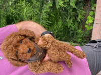 Red Poodle Bebekler