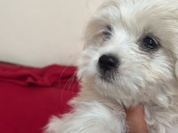 Teslime Hazır Yavru Köpekler