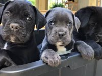 Ruhsatlı köpek çifliğinden cane Corso yavrular a scrli