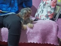 Yorkshire terrier 0 numara eğitimli