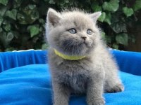 Brıtısh Shorthair Gri Yavrularım