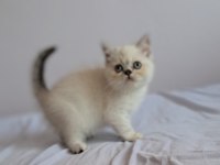 British shorthair point erkek