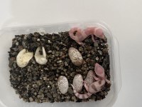 LEOPAR VE AFRİKAN FAT TAİLED GECKO