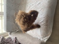 Poodle Tatlı Bıdık Aresim