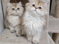 British Longhair Ny 12