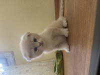45 günlük scottish fold erkek kırık kulak