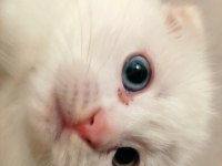 2 aylık scottish fold