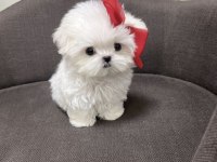 Yeni Kore Maltese Bebeği