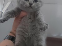 BLUE DİŞİ ERKEK BRITISH SHORTHAIR YAVRULARIMIZ