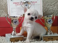 Şivava Türkiye Şampiyonu Babanın Yavruları Chihuahua