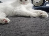 Acil ücretsiz scottish fold sahiplendirme