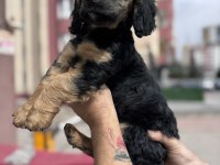 Özel olmak isteyenlere black tan cavalier king charles