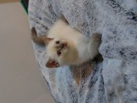 British shorthair blue point erkek