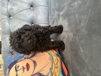Siyah Toy Poodle Köpeği