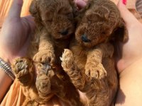 MİNİK TOY POODLE BEBEKLER