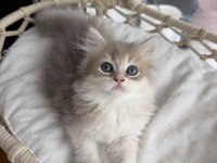 Rusya Kanı Üst Sınıf British Longhair