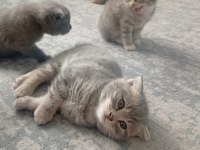 Scottish fold kedisi