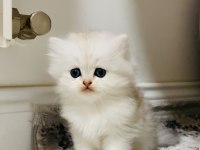 Fazlasıyla aşk içeren bir erkek bebek kedimiz