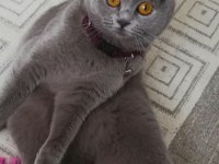 Scottish fold dişi
