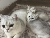 GÜZELLER GÜZELİ BRİTİSH SHORTHAİR YAVRULAR