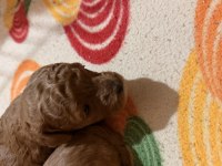 Poodle yavrularımıza güvenli bir yuva arıyor