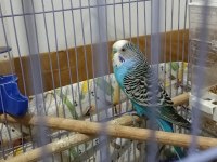 YUMURTALI TAKIM MUHABBET KUŞU