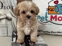 Show kalite tea cup kore maltipoo lar ziyarete açık