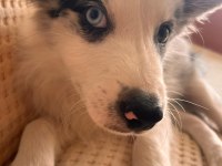 Blue Merle Border Collie Yavru