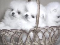Pomeranian Boo Yavrusu