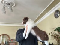 Son iki dişi şecereli Border Collie yavrular hızlı olana