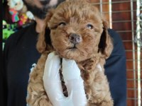 A SCR MUHTEŞEM TOY POODLE YAVRULARIMIZ