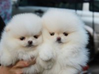 Pomeranian Boo Ayı Surat Yavrular
