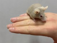 Lab - Rat - Dumbo Rat - Panda Mice Adrese Teslim Mevcut