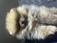 Pomeranian Boo bebeklerim