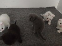 Scottish Fold Yavru Kediler Ücretli
