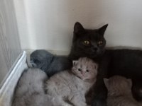 British shorthair kediler