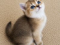 Muhteşem Golden Bicolor Point British Shorthair Yavrular