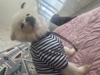 Dişi pomeranian 2 yaşında