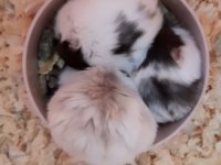 ÖZEL RENK HAMSTER