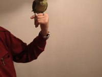 Acil satılık alexander papağanı