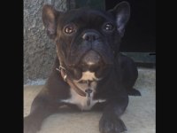 Yavrularıyla beraber 3 yaşında frençh buldog
