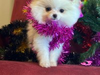 Mini Boy Pomeranian Boo