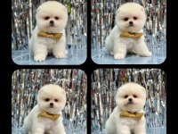 Orjinal Ayı Surat Pomeranian Boo