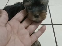 Yorkshire Terrier