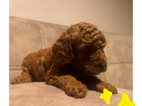 A KALİTE RED BROWN TOY POODLE YAVRULAR
