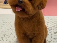 Orjinal Kore Kan Minyatür Toy Poodle Bebekler