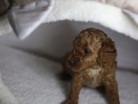 F2 ORJİNAL MALTİPOO 3 KIZ KARDEŞ