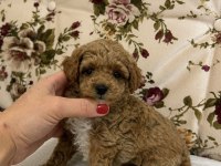MİNİ BOY MALTİPOO KIZIMIZ