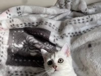 SLİVER YAVRU KEDİMİZ